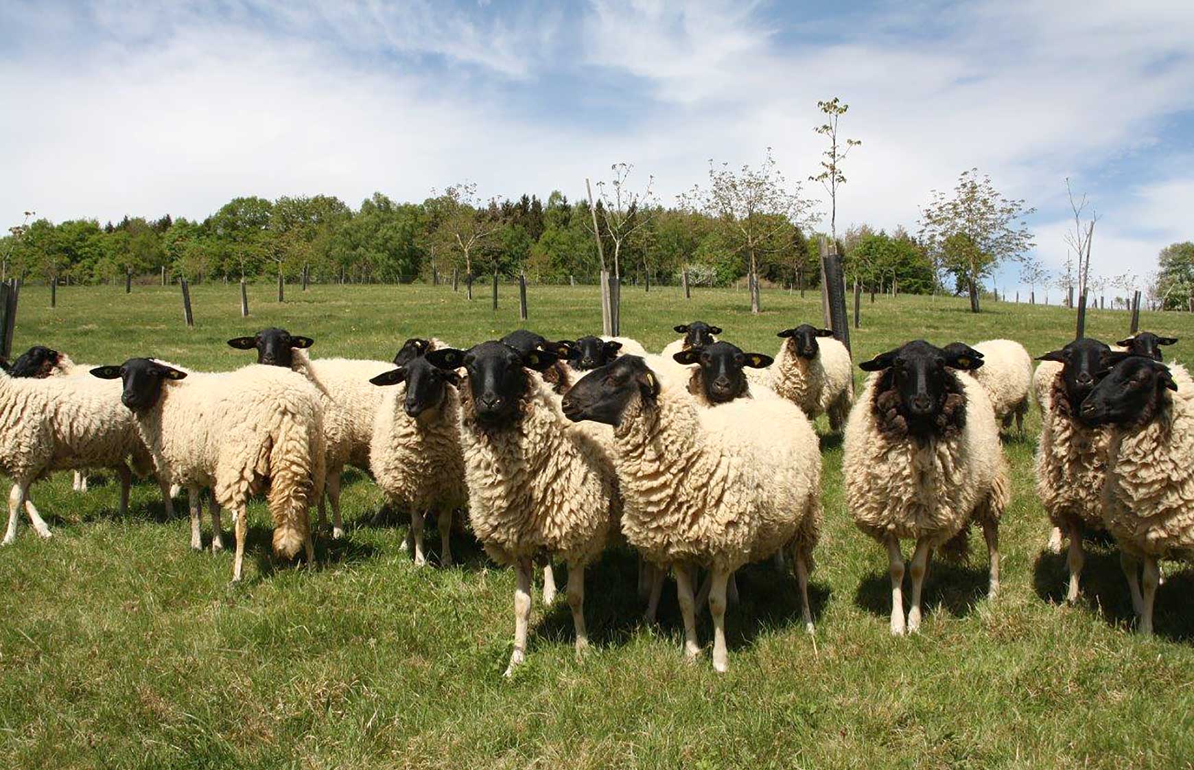 Rhön-Schafe