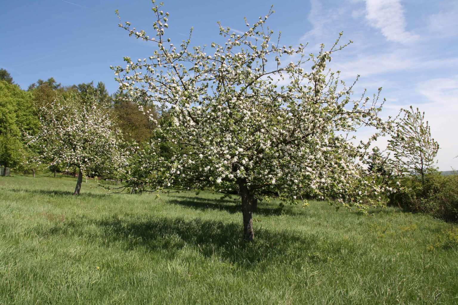 Streuobstwiesen Breitenbach Bio-Hof Alte Schule